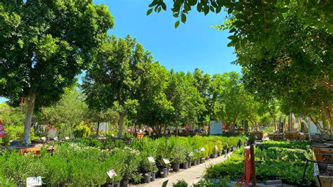 moon valley nursery tree sizes|moon valley nursery phoenix az.